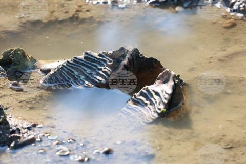 Mammoth remains discovered near Ruse village due to low Danube water level