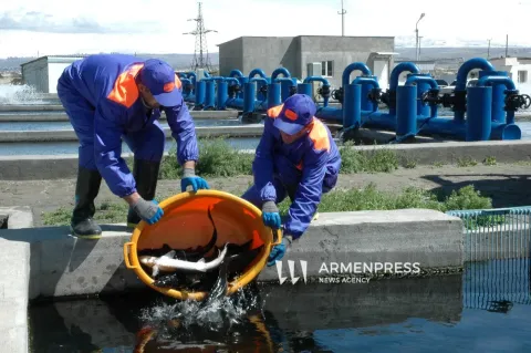 ՀՀ կառավարությունը պետական աջակցություն կտրամադրի Արարատի և Արմավիրի մարզերի ձկնաբուծարաններին