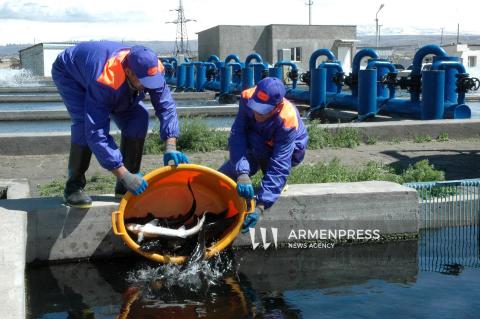Հայաստանն ԱՄԷ է արտահանել 60 տոննա ձուկ և ձկնամթերք