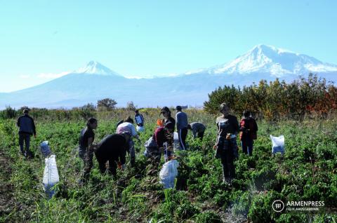 Ցրտահարության վտանգ՝ հոկտեմբերի 3-ի լույս 4-ի գիշերը. գյուղացիներին հորդորում են բերքահավաք իրականացնել