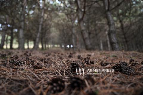 From Seed to Forest: How ATP restores and develops Armenia’s biodiversity