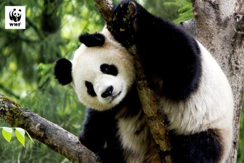 WWF Living Planet Report: Amid an average 73% decline in wildlife population sizes, scientists reveal grounds for hope