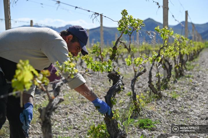 Travaux agricoles de printemps dans la région de Vayots Dzor