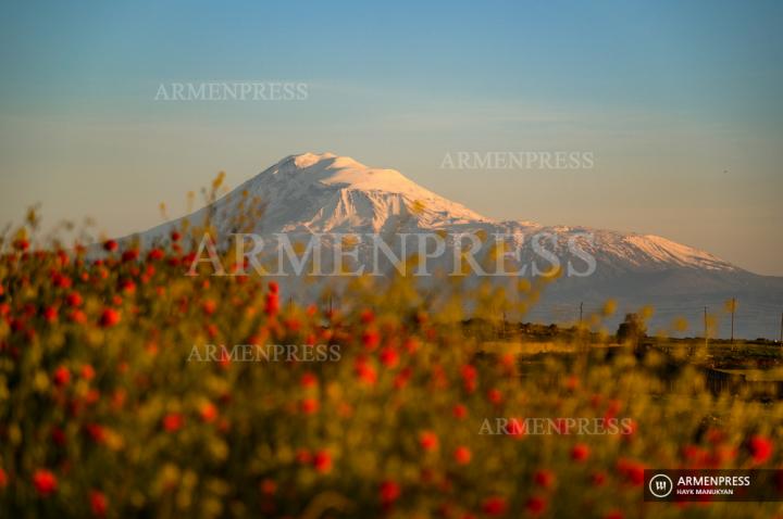 Les couleurs de l'Arménie; Tulipes sauvages
