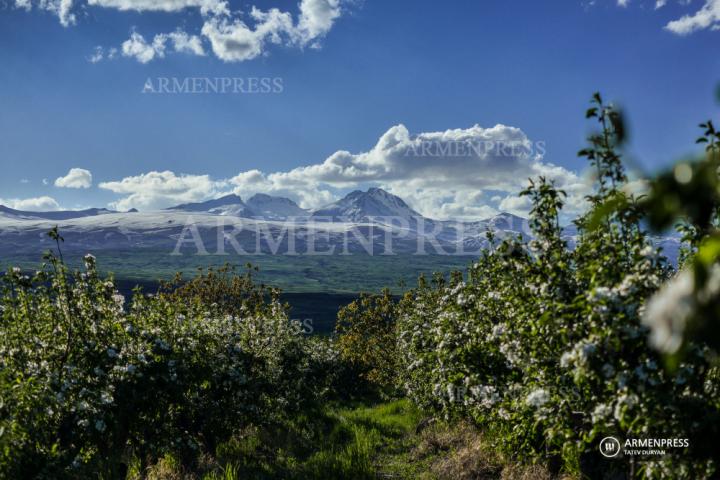 Pommiers en fleurs à Ohanavan
