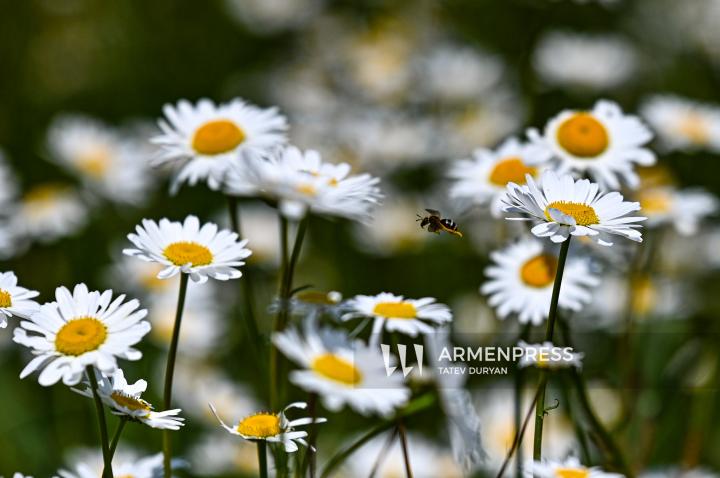 Chamomile fields