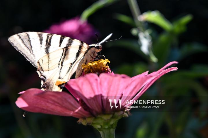 Butterflies and colorful flowers in Yerevan parks
