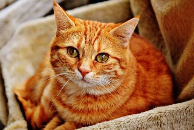 Իտալիայում կատուն իր տիրուհուց ժառանգություն Է ստացել 1,5 մլն եվրո -  ԱՐՄԵՆՊՐԵՍ Հայկական լրատվական գործակալություն