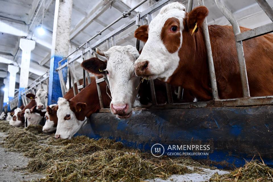 Պետության աջակցությամբ կառուցվել է 58 խելացի անասնաշենք. ծրագրում փոփոխություններ են արվում