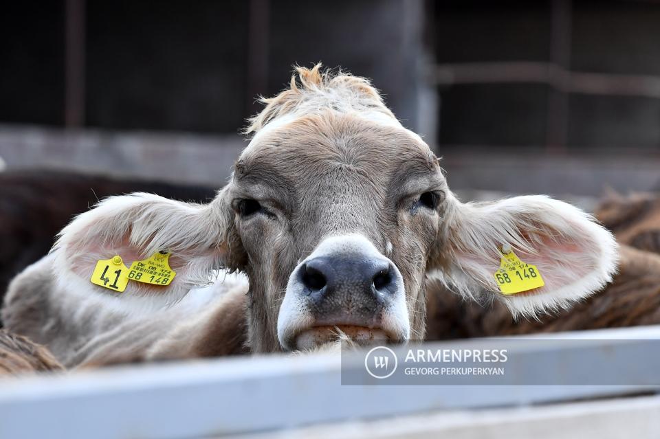 Գեղարքունիքի մարզում հայտնի են անասնագլխաքանակի հաշվառման արդյունքները