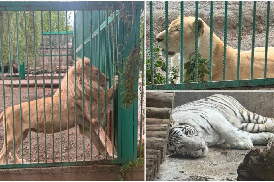 Yerevan Zoo confirms one of the lions transferred from Tsarukyan’s residence did not recover from sedation