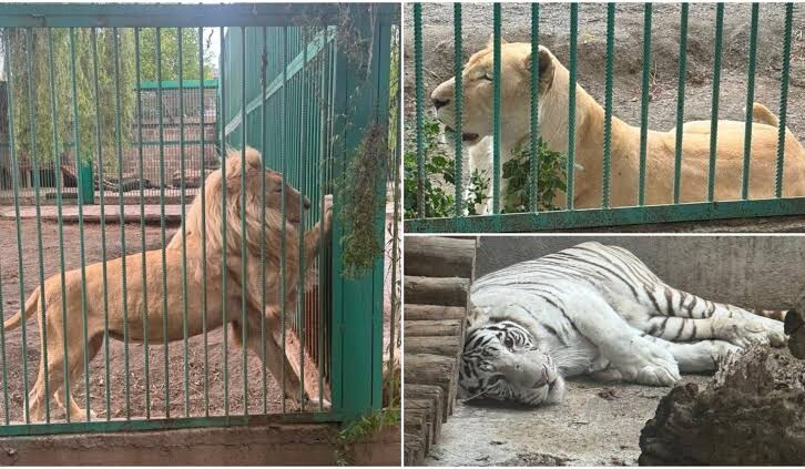 Lions and tigers transferred to Yerevan Zoo placed under quarantine and veterinary supervision