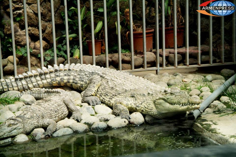 No rescue service employee injured during transfer of crocodiles from Tsarukyan residence; zoo worker sustains minor injury