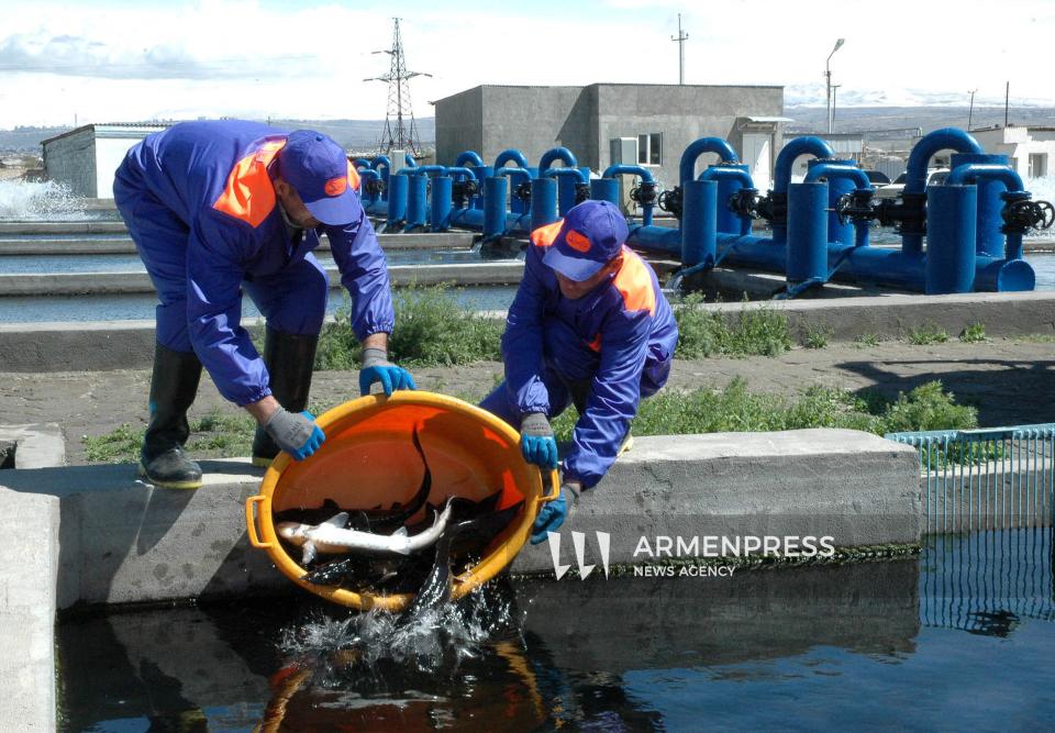 Կառավարությունը սահմանեց ԵՄ երկրներ ձուկ և ձկնամթերք արտահանող տնտեսավարողներին ներկայացվող պահանջները