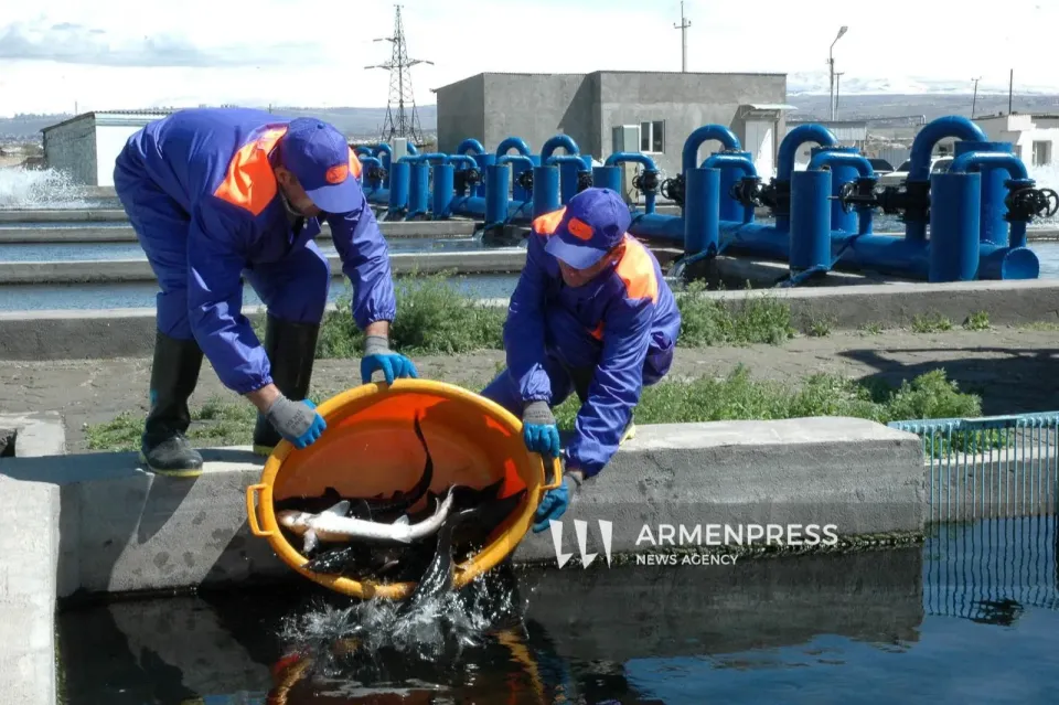 ՀՀ կառավարությունը պետական աջակցություն կտրամադրի Արարատի և Արմավիրի մարզերի ձկնաբուծարաններին