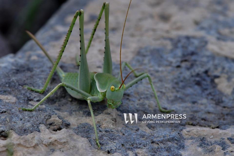 The musician of summer: The cricket