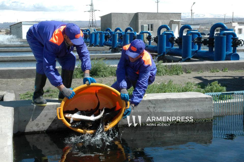 Armenia exports 60 tons of fish products to UAE