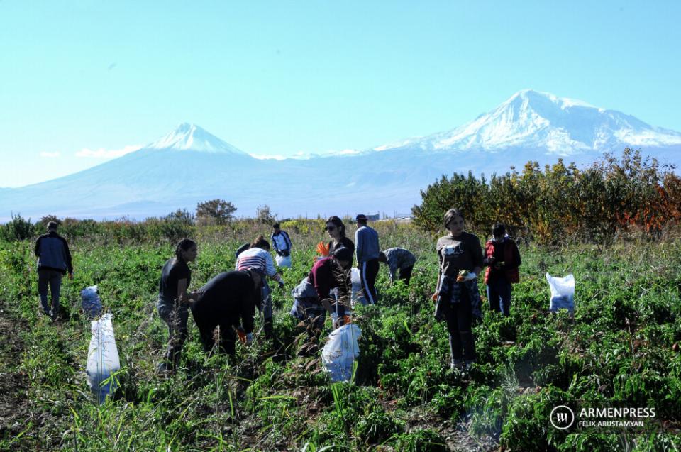Ցրտահարության վտանգ՝ հոկտեմբերի 3-ի լույս 4-ի գիշերը. գյուղացիներին հորդորում են բերքահավաք իրականացնել