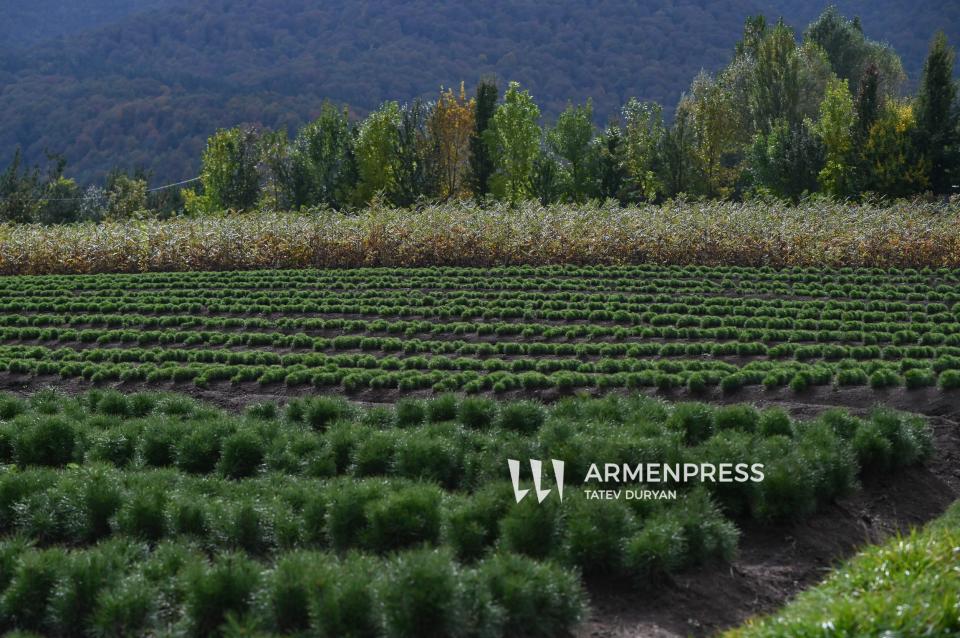 Հայաստանն անտառապատման կարիք ունեցող մի շարք մարզեր ունի. Վահե Մացակյան