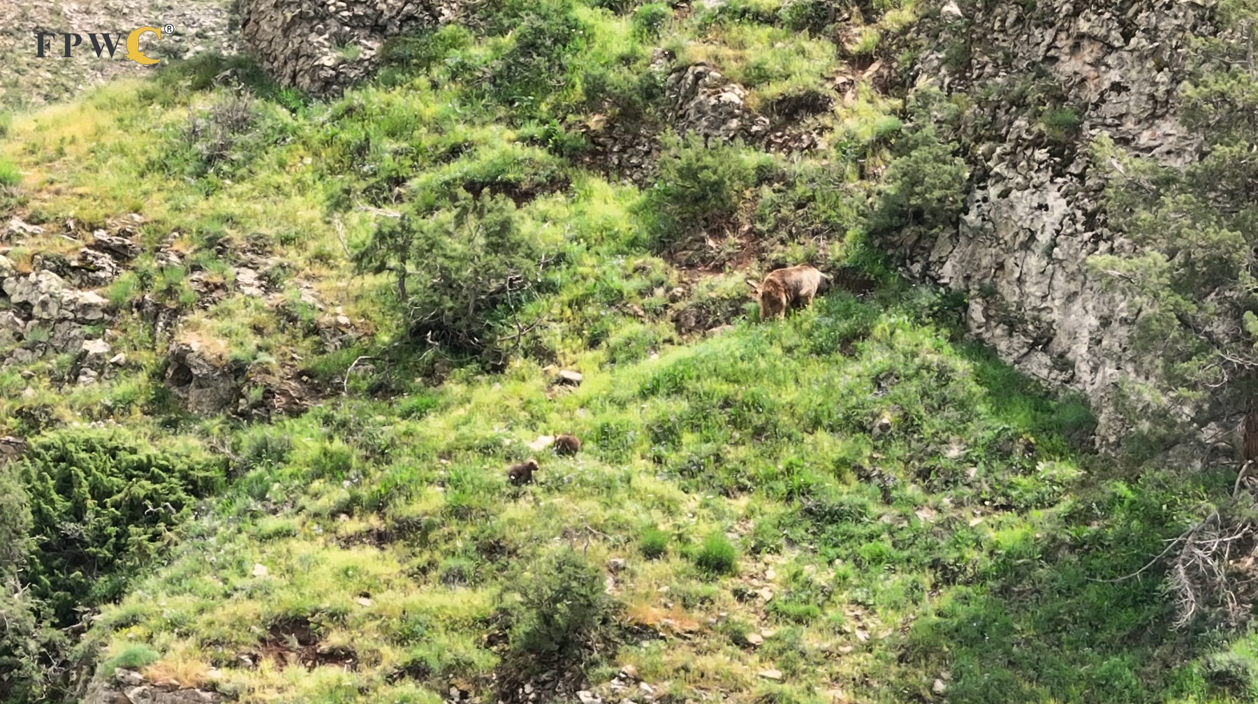 bear-4.jpg (865 KB)