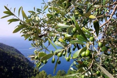 Peculiar type Spain olives are growing in Meghry