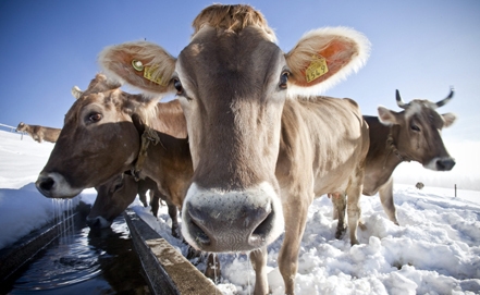 Британские ученые приступили к изучению "социальных связей" коров 