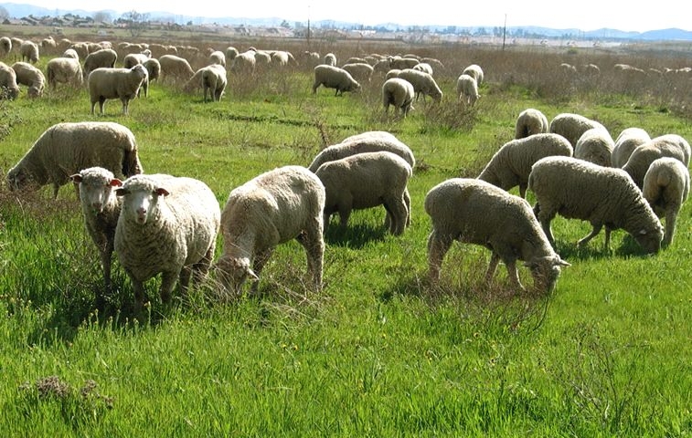 Armenia's export of sheep and goat to Iran increased for about 50 times