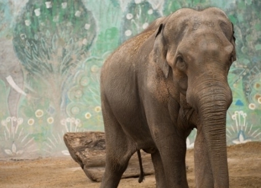 Британский дантист удалил сломанный бивень слону в Тбилисском зоопарке