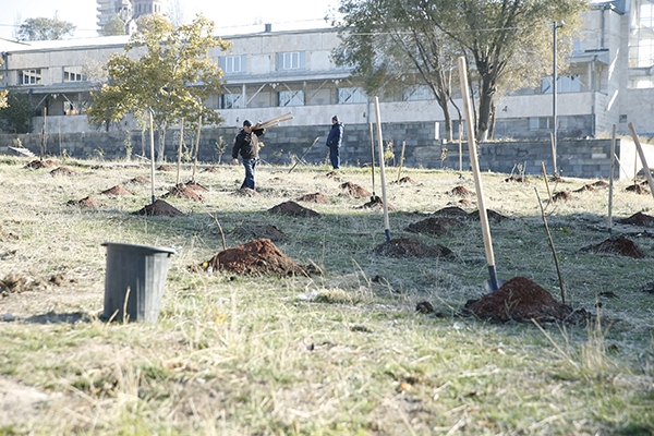 Осенние посадки увеличили число деревьев и кустов в Ереване на 20 тысяч