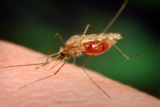 Մոտ ապագայում մահացու վիրուսից՝ մալարիայից,  ազատվել չի հաջողվի