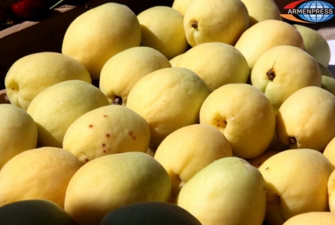 В Араратской области собрано около 23 тысяч тонн абрикосов