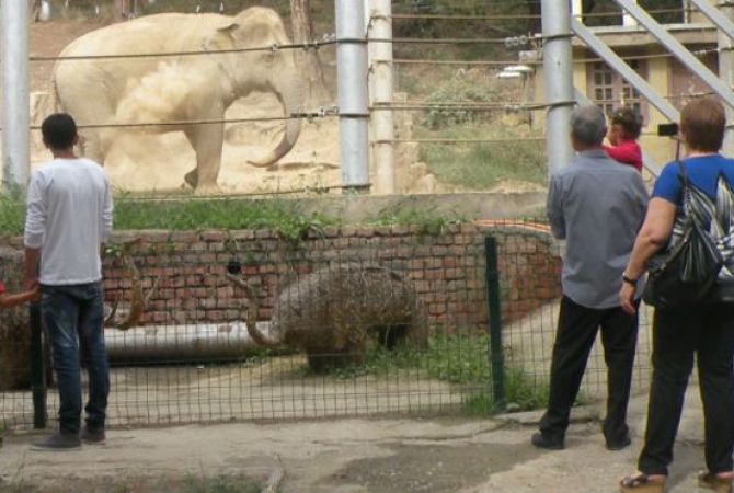 В Тбилиси открылся пострадавший от наводнения зоопарк
