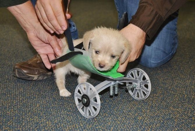 ԱՄՆ-ում երկթաթ շնիկի համար հաշմանդամի սայլակ են պատրաստել 3D-տպիչով