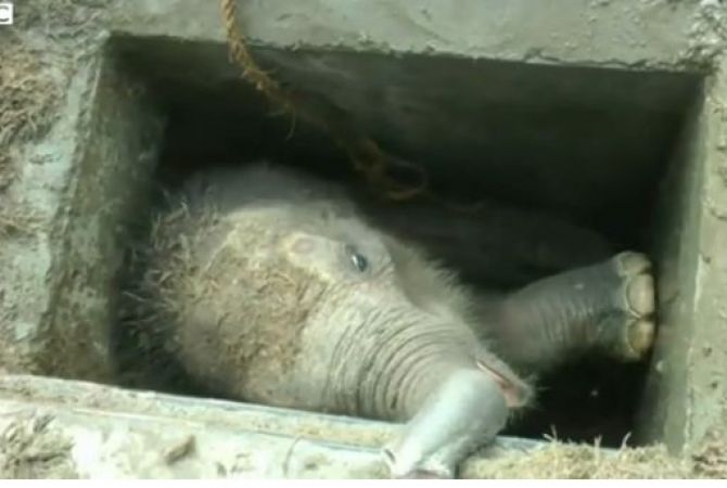 Elephant calf rescued from uncovered drain in Sri Lanka