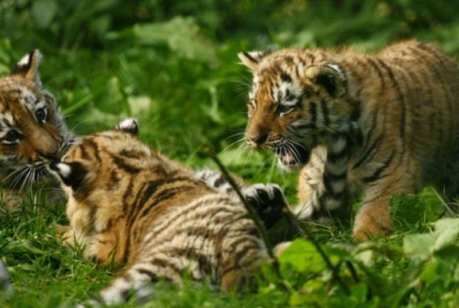 Dozens of dead cubs discovered in freezer at infamous Tiger Temple in  Thailand (WARNING: GRAPHIC CONTENT) – New York Daily News