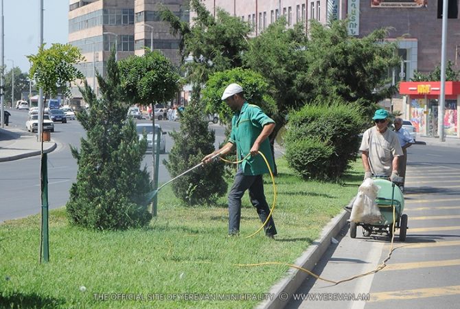 Երևանում  շարունակվում են ծառերի բուժման աշխատանքները