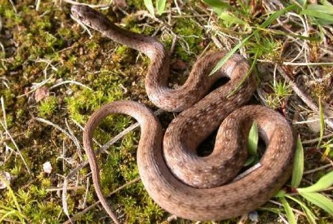 Գետարգելի գյուղապետարանի մոտակայքում փրկարարները բռնել են շահմար տեսակի օձ

