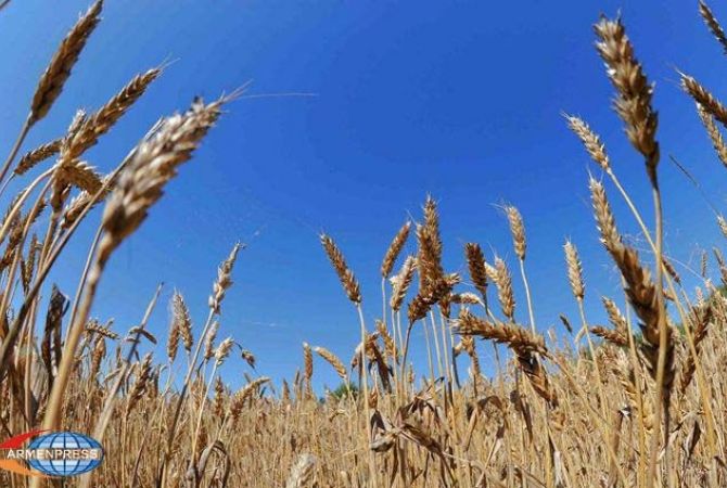 ՍԱՊԾ-ի կողմից անցած շաբաթ զննվել ու փորձաքննության է ենթարկվել 1.6 միլիոն կգ ցորեն