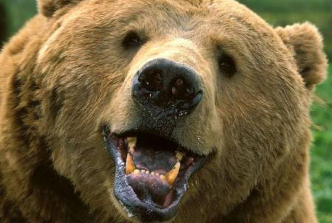 Сахалинские врачи борются за жизнь мужчины, пострадавшего в схватке с медведем
