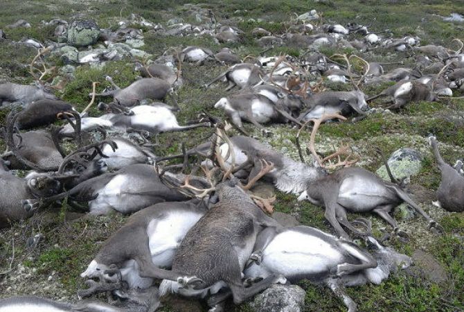 От удара молнии в Норвегии погибли 323 диких оленя