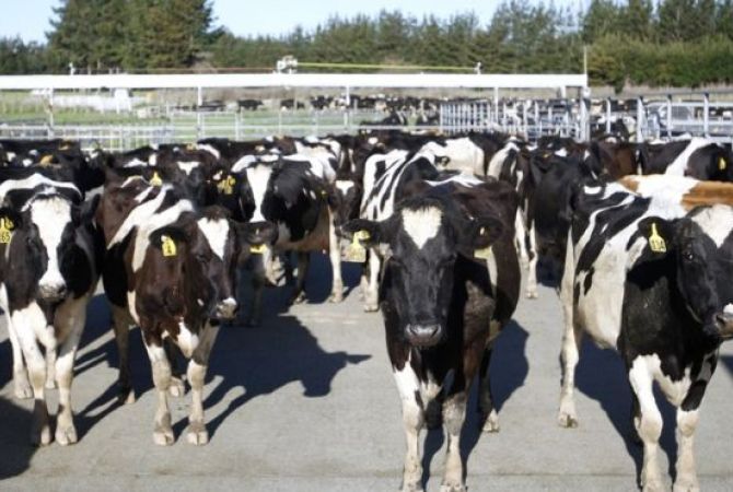 New Zealand police investigate theft of 500 cows