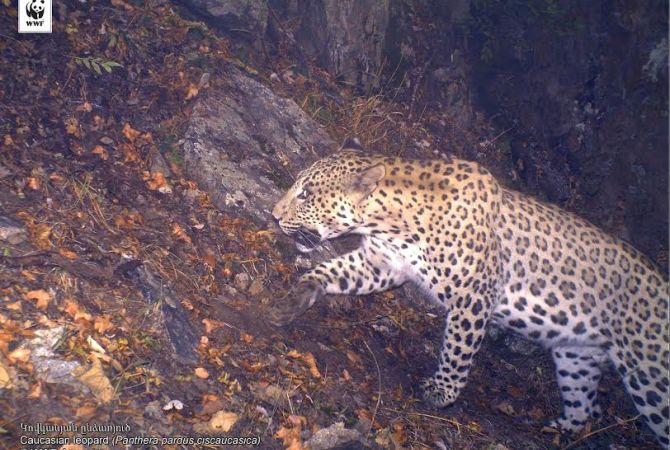 WWF-Armenia launches “Leopard Caretakers Network” project
