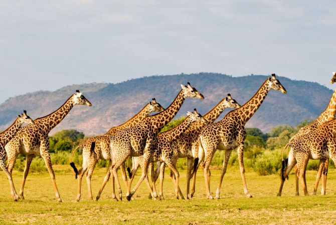 Жирафы оказались под угрозой вымирания