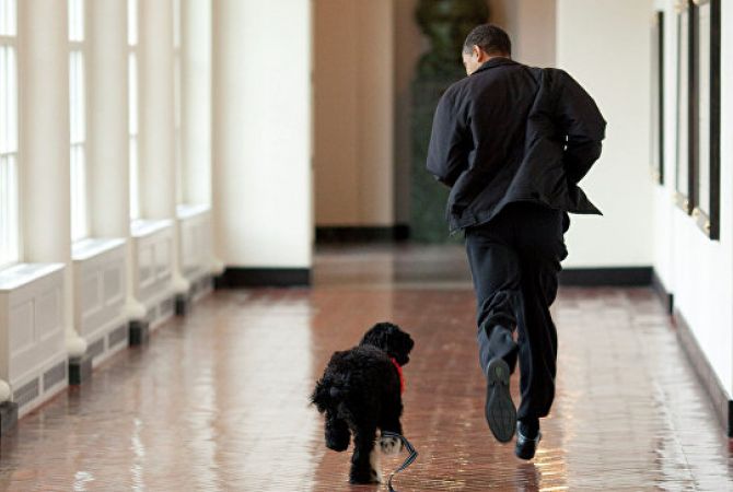 СМИ: собака Обамы покусала девушку, пришедшую в гости в Белый дом