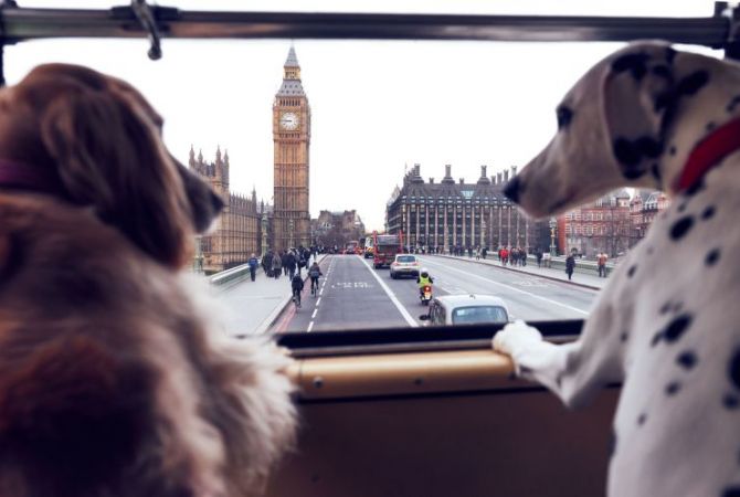 Британцы организовали первый в мире автобусный тур для собак