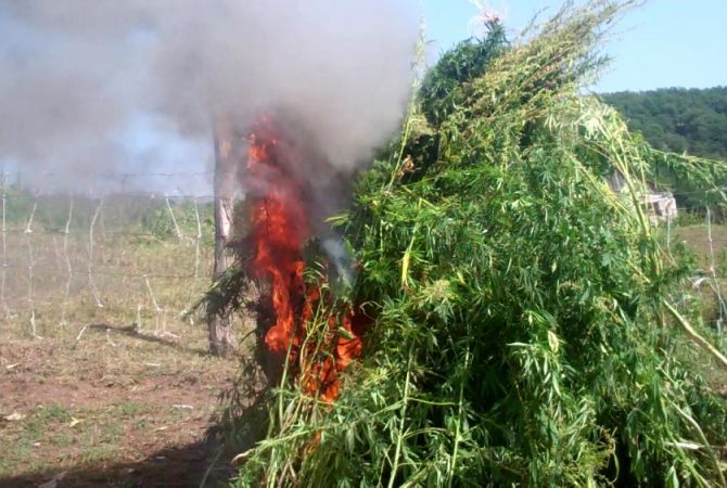 73 tons of cannabis disposed of by Armenian law enforcement in 2016 special operations
