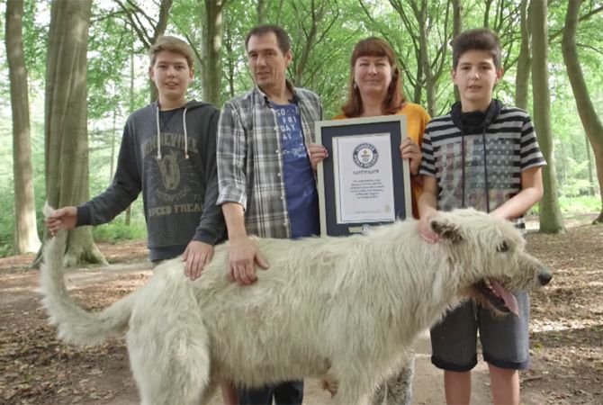 Բելգիայում շունը համաշխարհային ռեկորդ Է սահմանել պոչի երկարությամբ