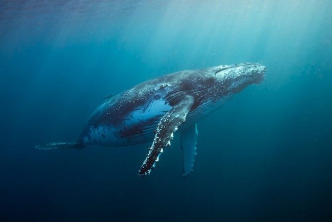  Горбатый кит отсалютовал группе туристов 