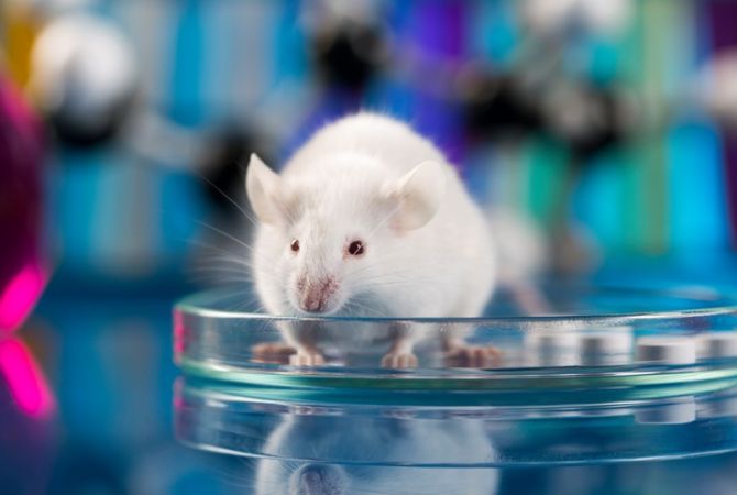 На мышах успешно опробован омолаживающий препарат