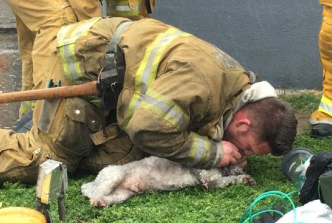 Пожарный из США спас собаку искусственным дыханием рот в рот
